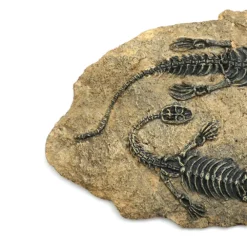 Life Easy Supply Antique Resin Dinosaur Fossil Wall Hanging Decoration Other Products