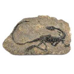 Life Easy Supply Antique Resin Dinosaur Fossil Wall Hanging Decoration Other Products