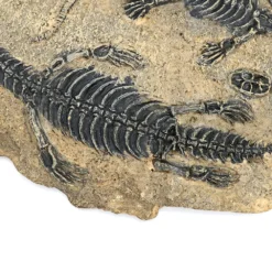 Life Easy Supply Antique Resin Dinosaur Fossil Wall Hanging Decoration Other Products