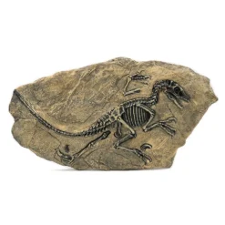 Life Easy Supply Antique Resin Dinosaur Fossil Wall Hanging Decoration Other Products