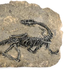 Life Easy Supply Antique Resin Dinosaur Fossil Wall Hanging Decoration Other Products